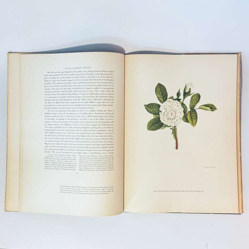 Old Garden Roses. 2 volumes - Sitwell, Sacheverell & Russell, James