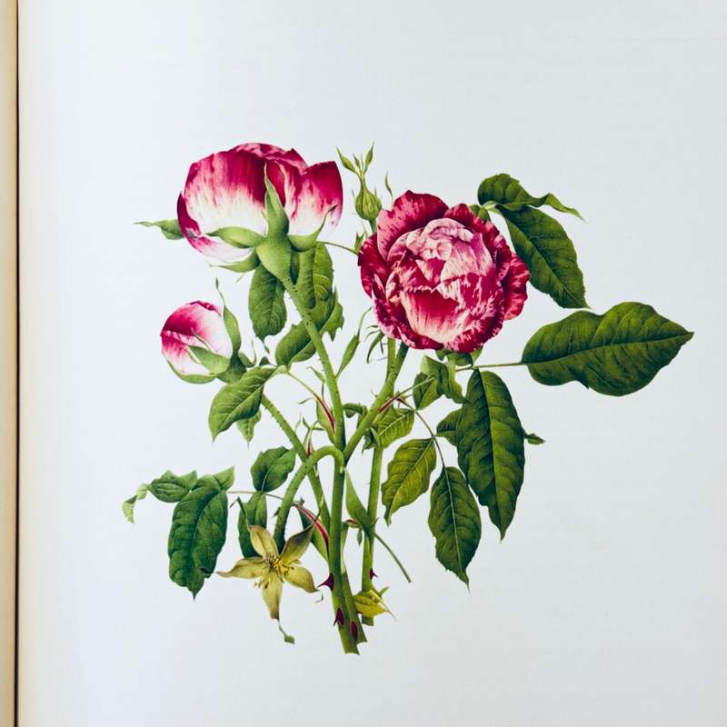 Old Garden Roses. 2 volumes - Sitwell, Sacheverell & Russell, James