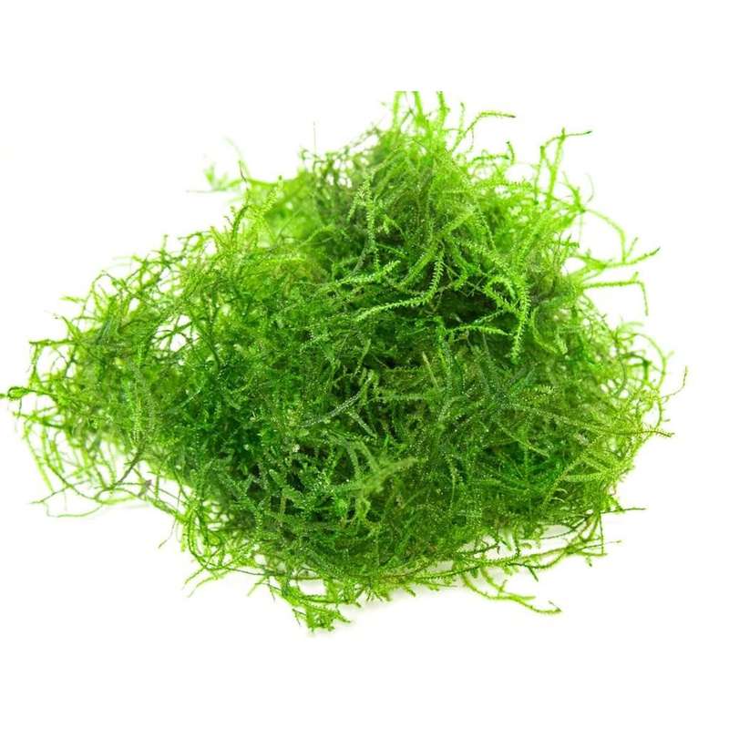Java Moss - Tub (small) - 50g