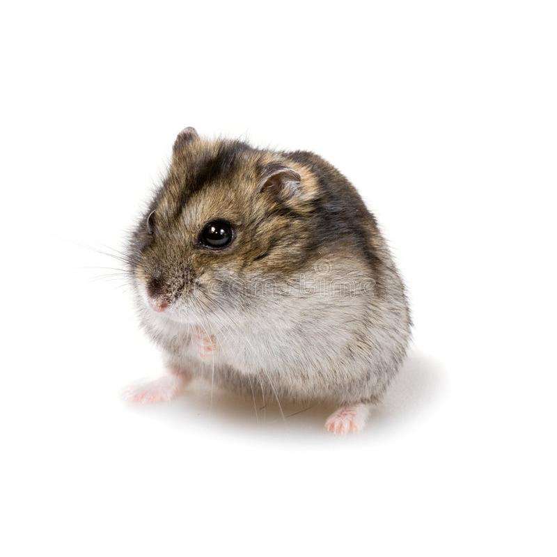 Russian Dwarf Hamster