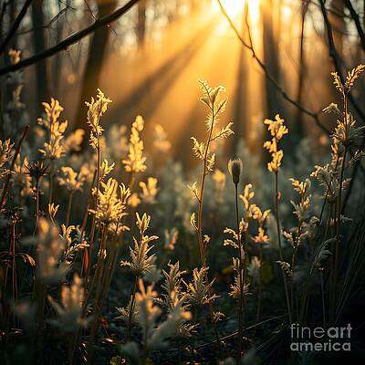 Golden Beams of Sunlight [d]