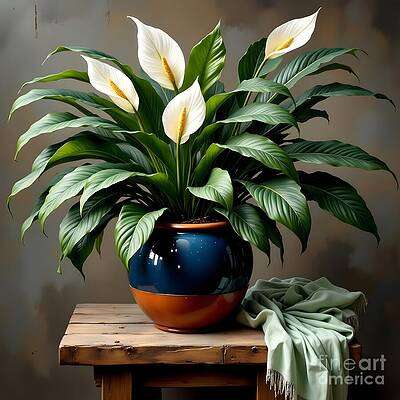 Spathiphyllum in Half Glazed Ball Pot [d]