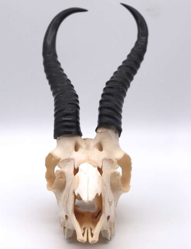 Springbok skull