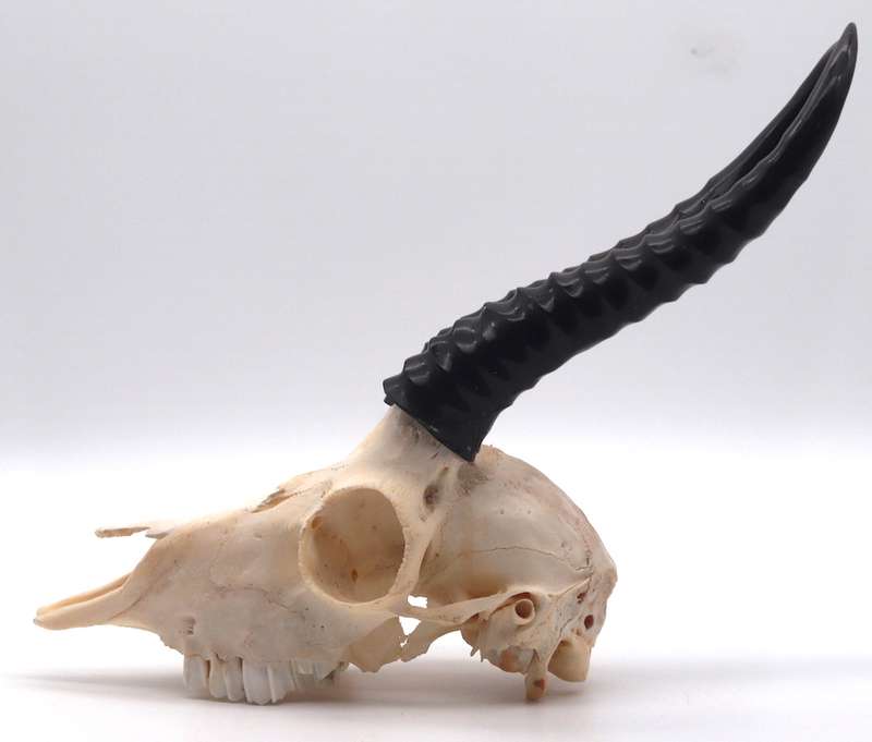 Springbok skull