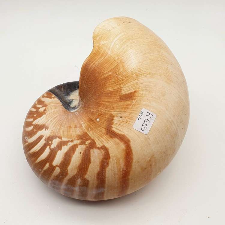 Nautilus Shells - Large