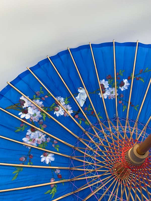 Chinese Parasol Blue