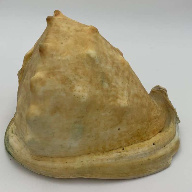Cream King Helmet Shell