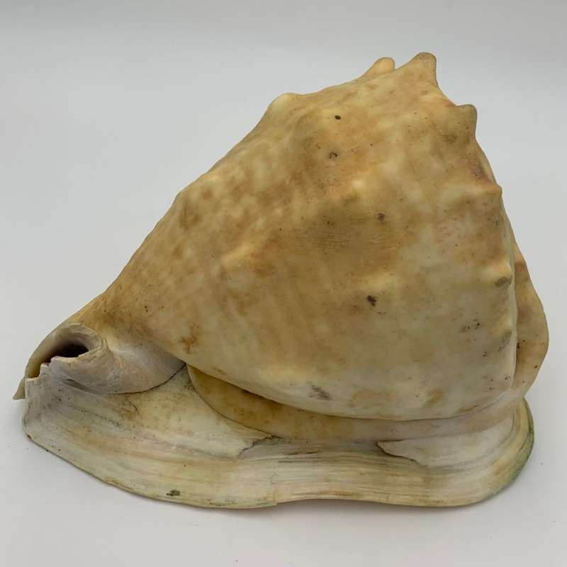Cream King Helmet Shell