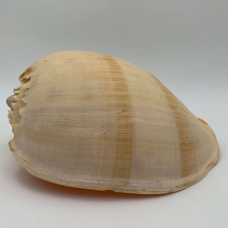 "Melo Amphora" Shell