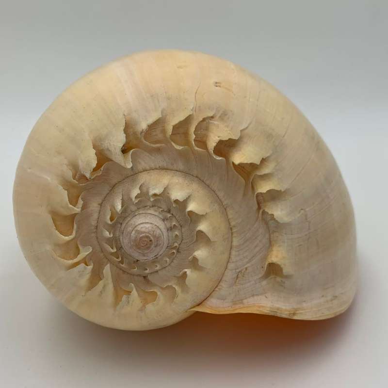 "Melo Amphora" Shell