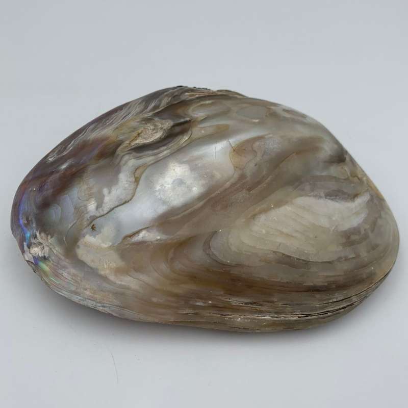 Freshwater Pearl Shell