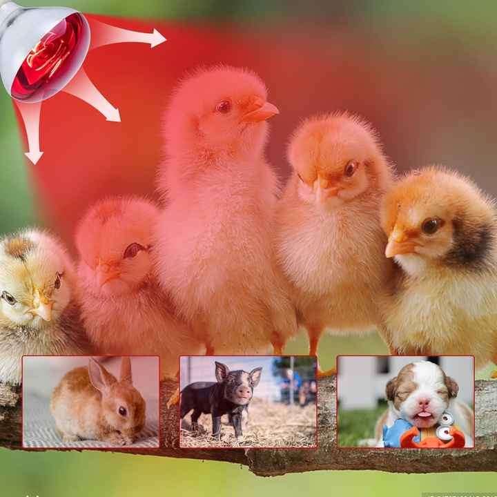 red infrared heat bulb lamp for chicks