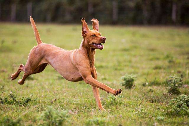 The Top 10 Fastest Dog Breeds in the World