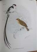 The Birds of Southern Africa by Finch-Davies (numbered edition)