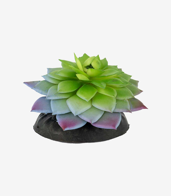 Succulent Plant Aquarium Decoration | Realistic Fish Tank Ornament (10cm)