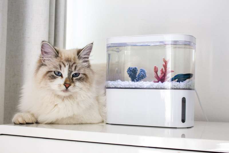 Pico EcoFlaura Fish Tank  Snow White | Modern Compact Aquarium with LED & Filtration