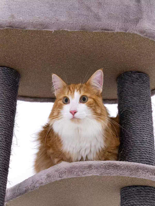 PETREBELS Charlotte 134 Multi-Level Cat Tree with Soft Plush Covering  59 x 56 x 134 cm