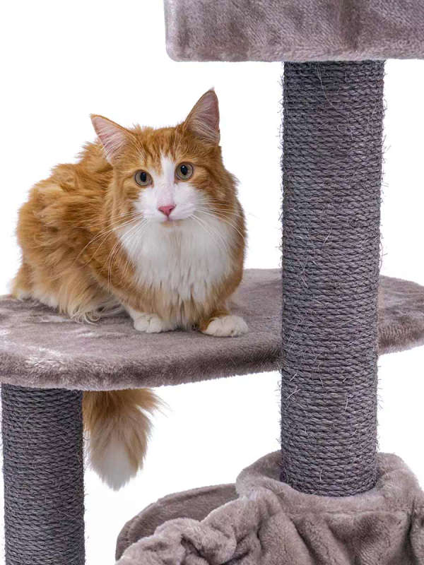 PETREBELS Charlotte 134 Multi-Level Cat Tree with Soft Plush Covering  59 x 56 x 134 cm