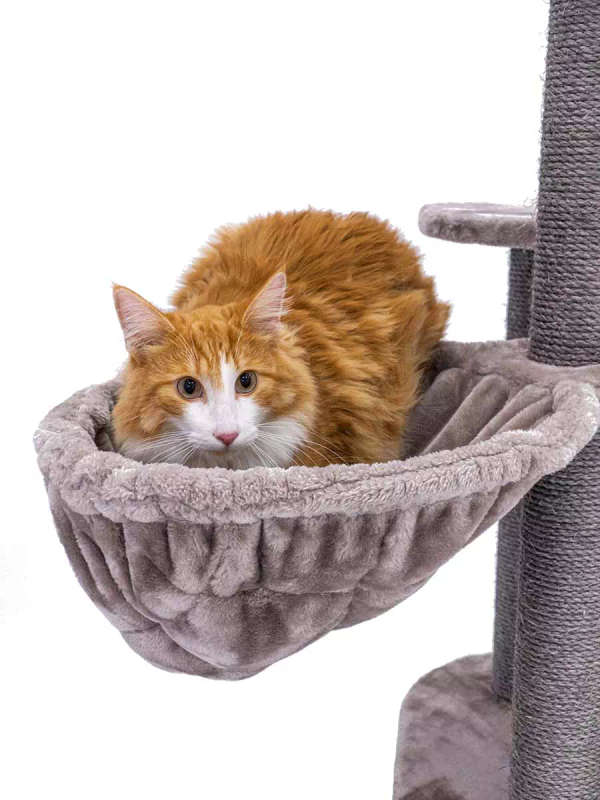 PETREBELS Charlotte 134 Multi-Level Cat Tree with Soft Plush Covering  59 x 56 x 134 cm
