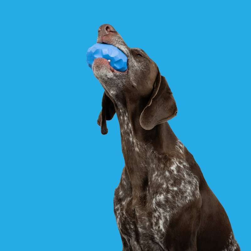 Treat Tumbler Rubber Dog Toy | Zugo | Mental Stimulation & Treat Dispenser