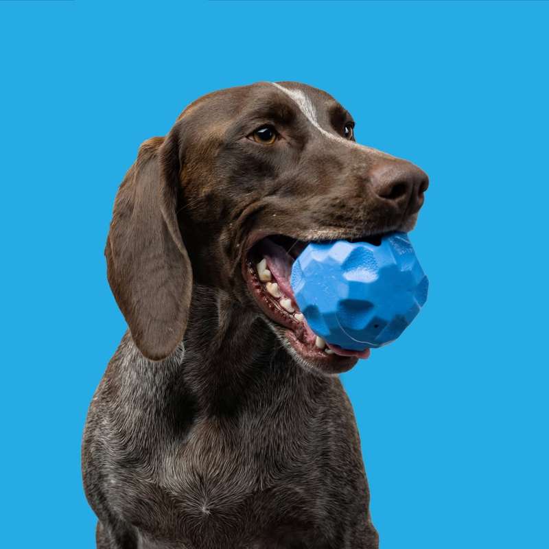 Treat Tumbler Rubber Dog Toy | Zugo | Mental Stimulation & Treat Dispenser