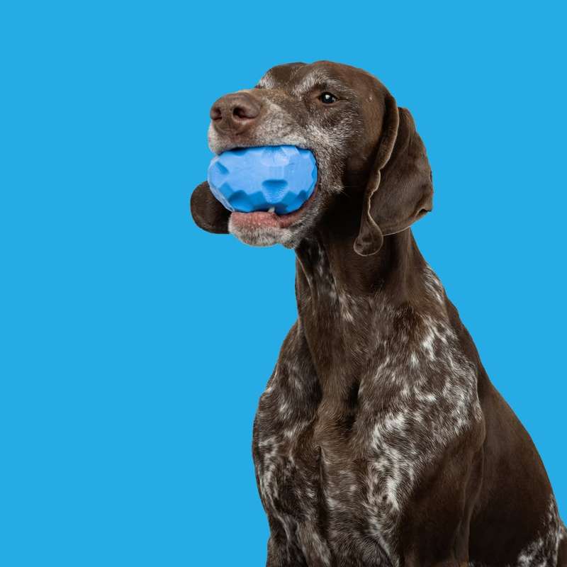 Treat Tumbler Rubber Dog Toy | Zugo | Mental Stimulation & Treat Dispenser