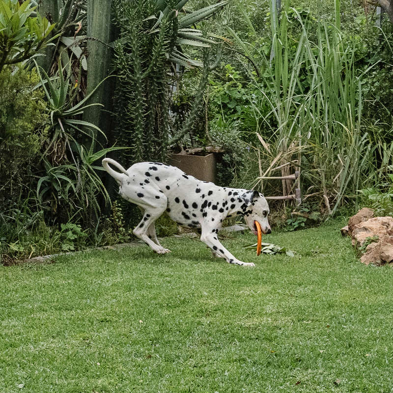 Aeroglide EVA Dog Toy | Zugo | Floating Lightweight Flying Disc for Dogs