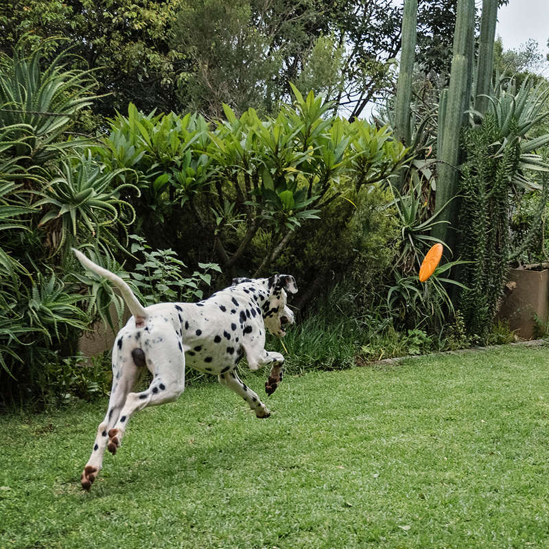 Aeroglide EVA Dog Toy | Zugo | Floating Lightweight Flying Disc for Dogs