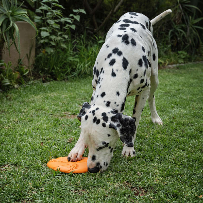 Aeroglide EVA Dog Toy | Zugo | Floating Lightweight Flying Disc for Dogs