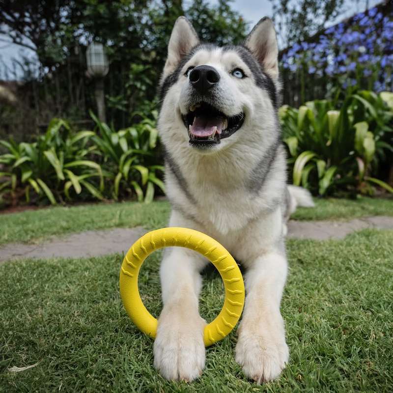 Loop Ring EVA Dog Toy | Zugo | Durable Floating Ring for Tug, Fetch & Water Play
