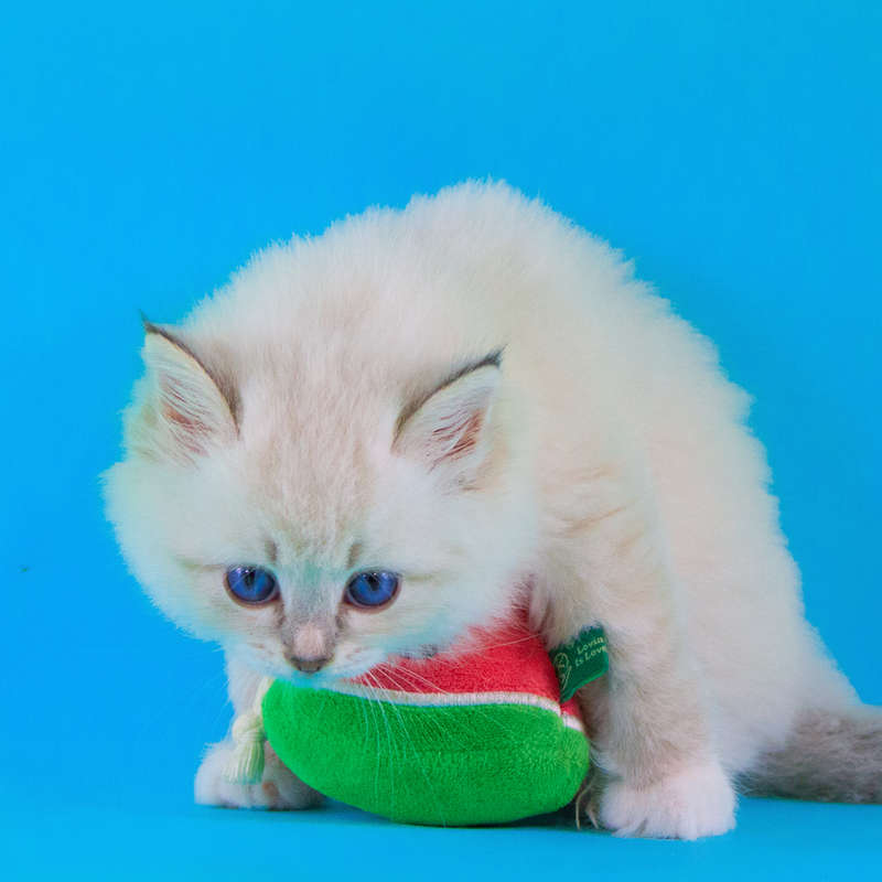 Watermelon Plush Catnip & Sound Toy  Cat Toy | Zugo | Soft, Squeaky Plush Cat Toy with Catnip