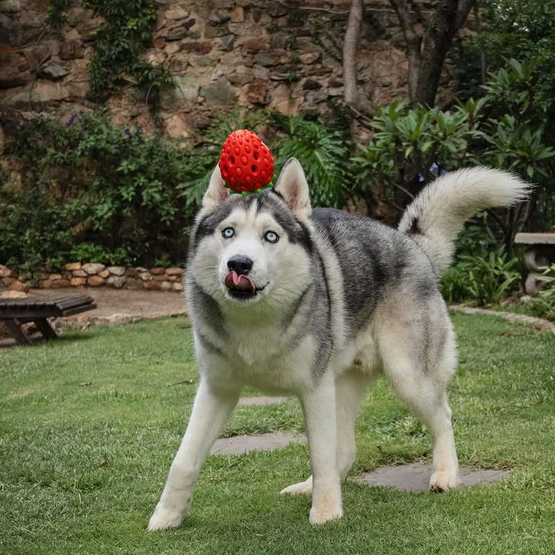 Zuberry Rubber Dog Toy | Zugo | Berry-Shaped Durable Chew Toy