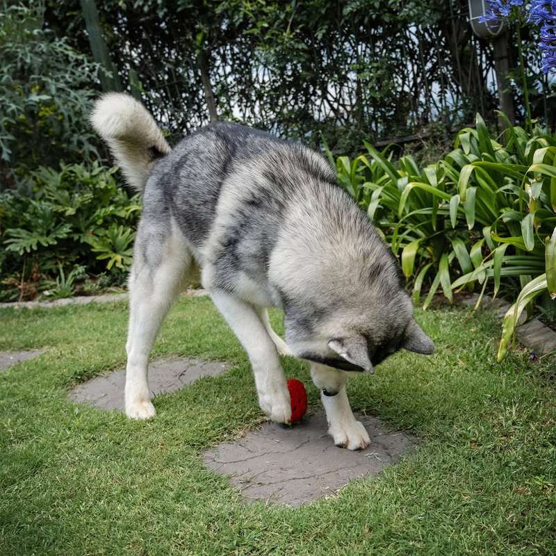 Zuberry Rubber Dog Toy | Zugo | Berry-Shaped Durable Chew Toy