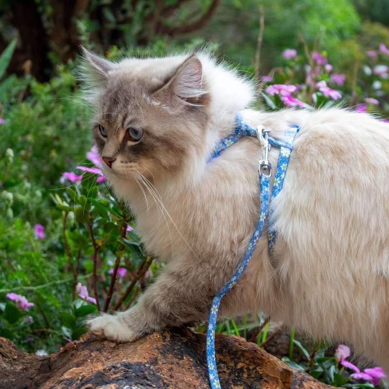Cat Harness & Leash  Daisy | Doco | Floral Adjustable Cat Harness & Leash Set