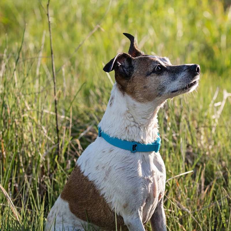 Doco Jelly Bean Dog Collar - S - Turquoise | Doco | Vibrant Turquoise Collar for Small Dogs