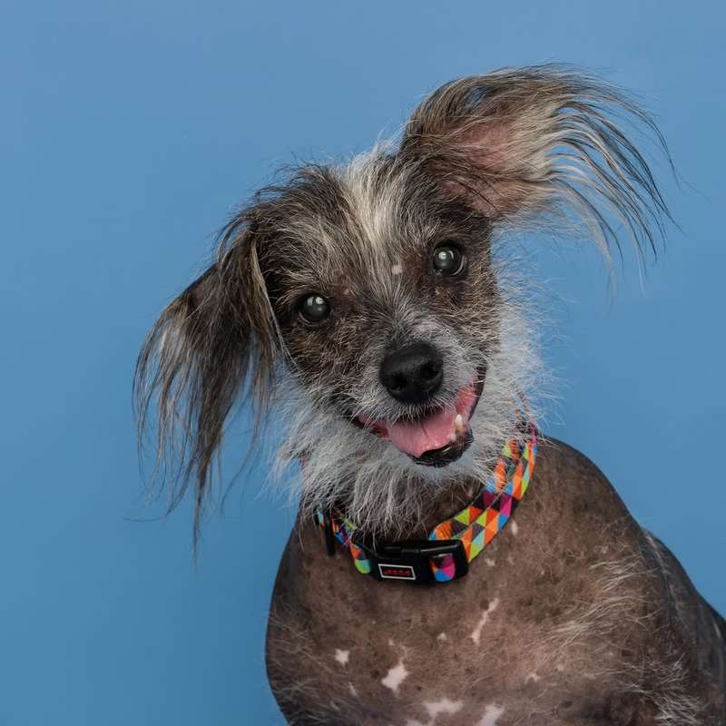 Doco Loco Dog Collar - S - Triangles | Doco | Geometric Triangle Collar for Small Dogs