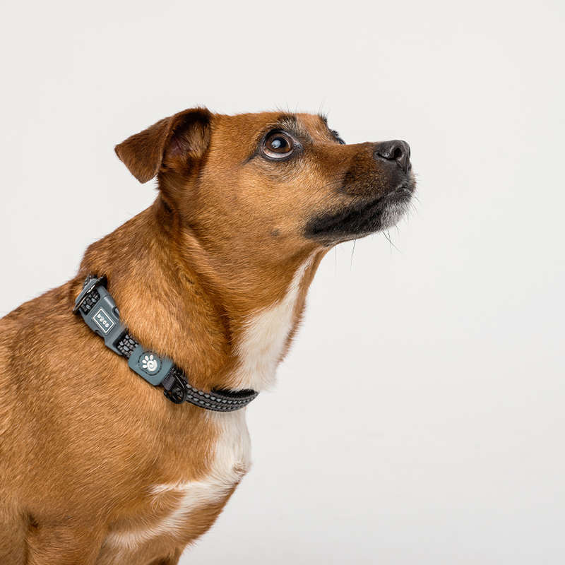 Doco Vario Dog Collar - L - Grey | Doco | Versatile Grey Collar for Large Dogs
