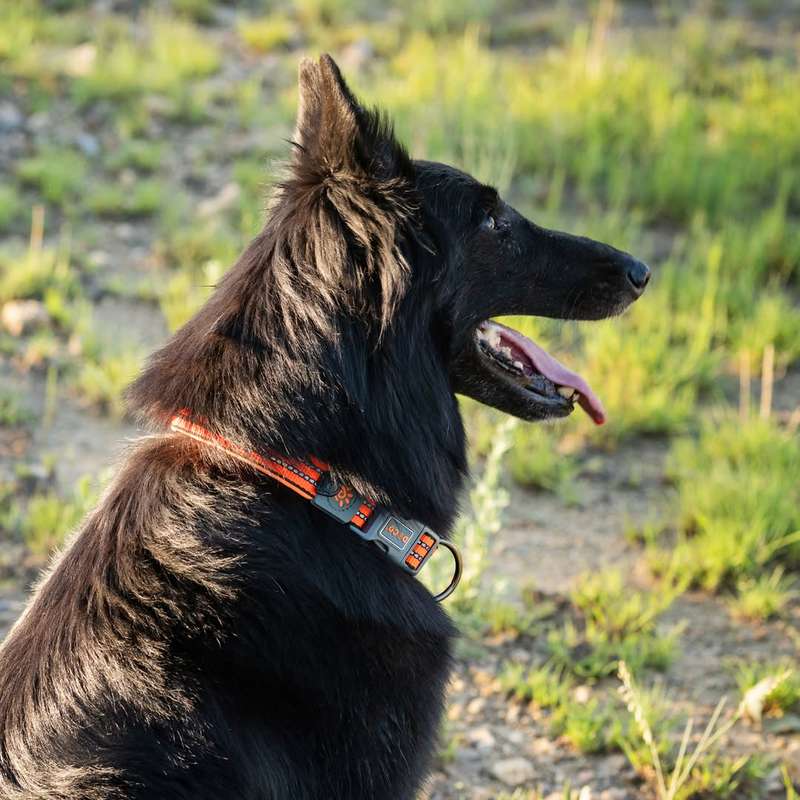 Doco Vario Dog Collar - XL - Orange | Doco | Bright Orange Collar for Extra-Large Dogs