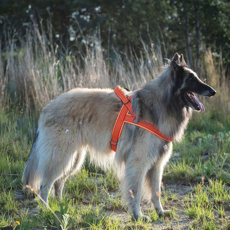 Doco Vario Dog Harness  L  Orange | Doco | Large Adjustable Orange Dog Harness