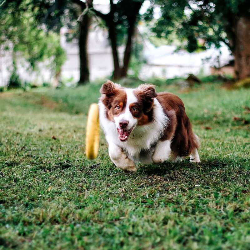 Loop Ring EVA Dog Toy | Zugo | Durable Floating Ring for Tug, Fetch & Water Play