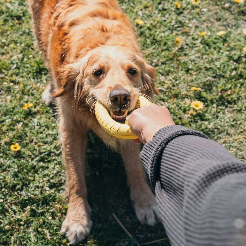 Loop Ring EVA Dog Toy | Zugo | Durable Floating Ring for Tug, Fetch & Water Play