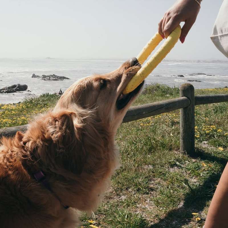 Loop Ring EVA Dog Toy | Zugo | Durable Floating Ring for Tug, Fetch & Water Play