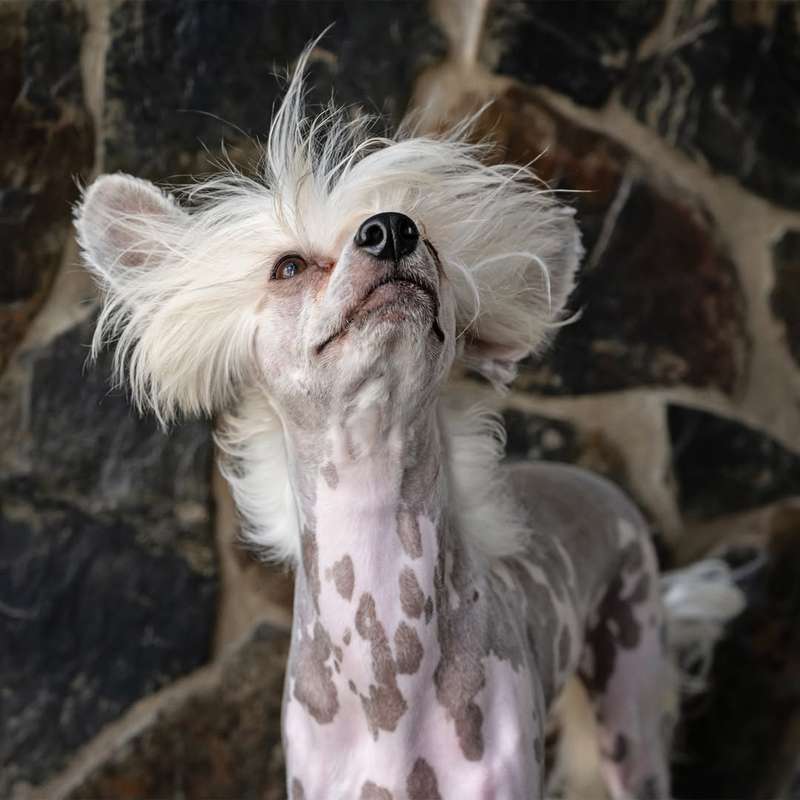 Slick Dog Brush  Small | Fine Bristle Grooming Tool for Small Dogs