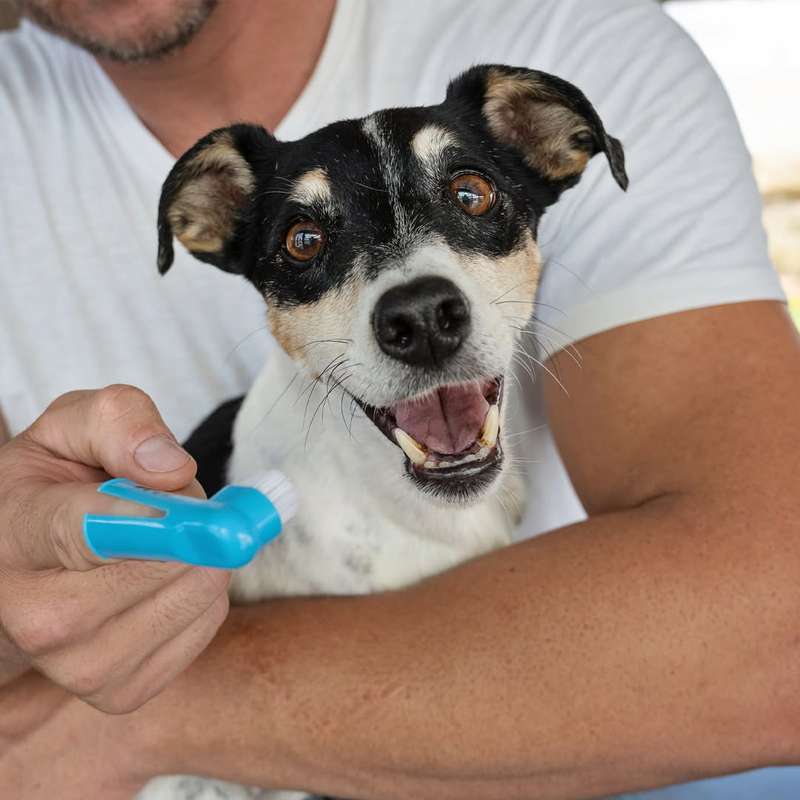 Dog Tooth Brush  Finger | Zugo | Gentle, Precise Dental Cleaning for Dogs