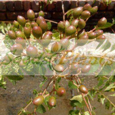 Curry Leaf (Murraya koenigii) - 5 Seeds/Berries