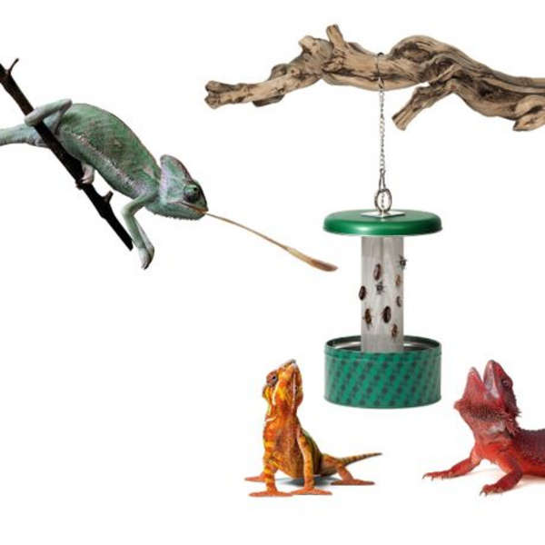 Giangarden Chameleon Feeding Bowl