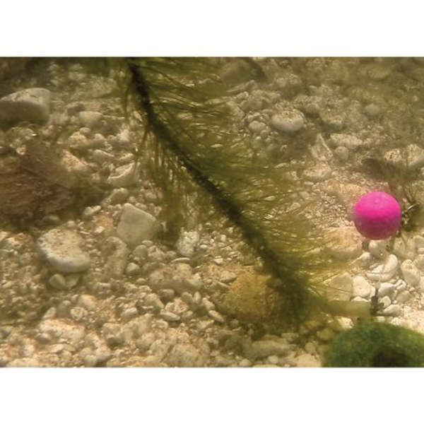 35lbs Weed Camouflage Carp Lead Line (5m)