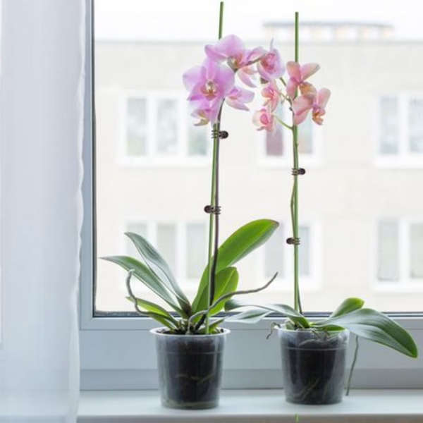 30 Plastic Coated Orchid Stakes(90cm) &amp; 100 Clips