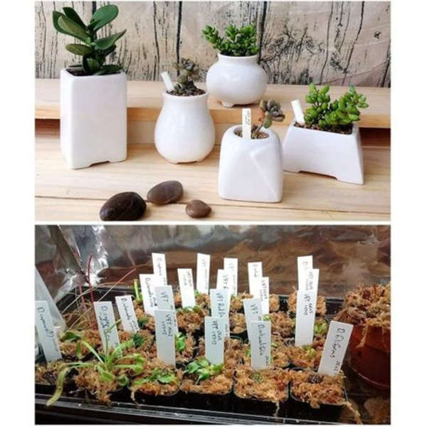 600 Pieces Plastic Plant Labels (10cm x 2cm)