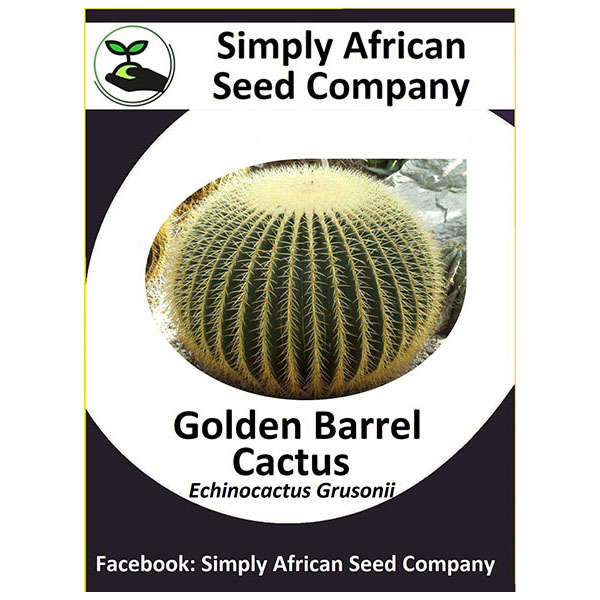 Golden Barrel Cactus (Echinocactus Grusonii) 20's